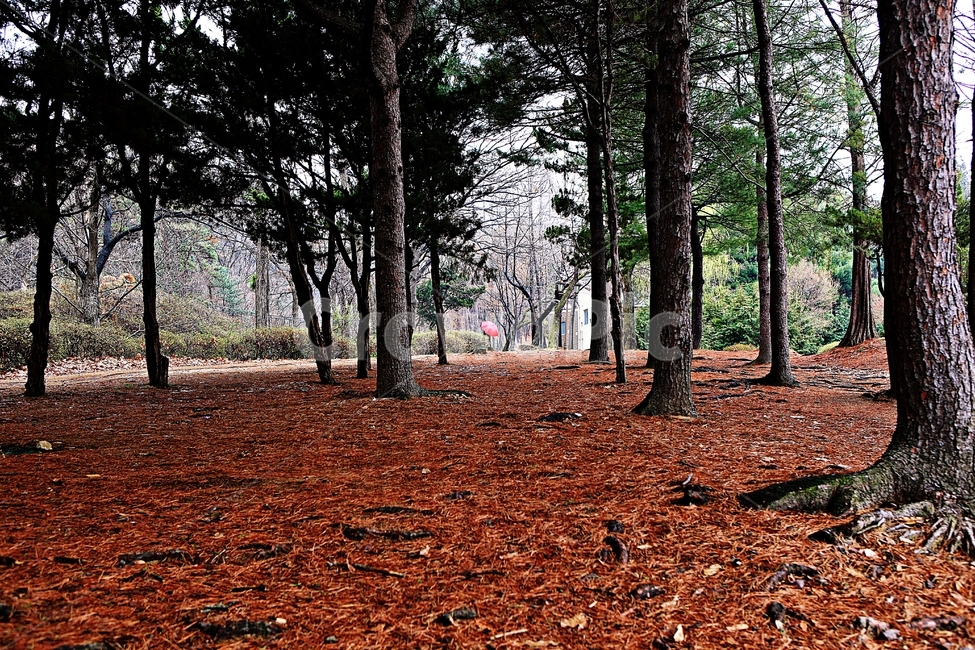 공원,인천대공원,빨강우산,풍경,자연,배경