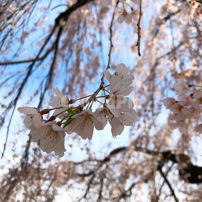 근접,만개,꽃,봄,벚꽃,향기