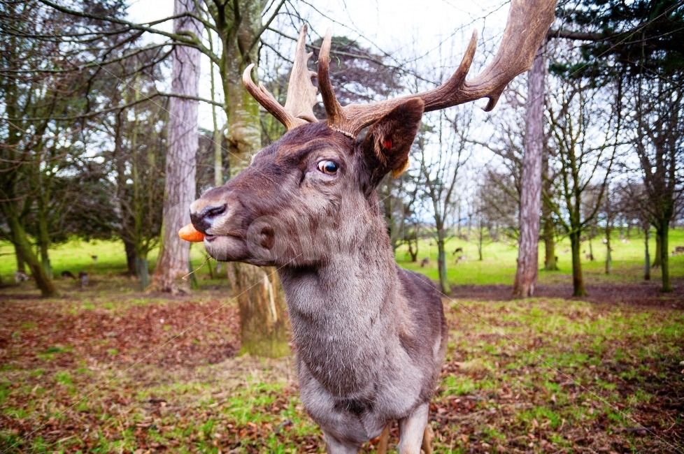 사슴,피닉스파크,아일랜드,더블린,deer,phoenixpark,animal,동물,자연,먹이주기,feed,동물,animal,포유류,mammal