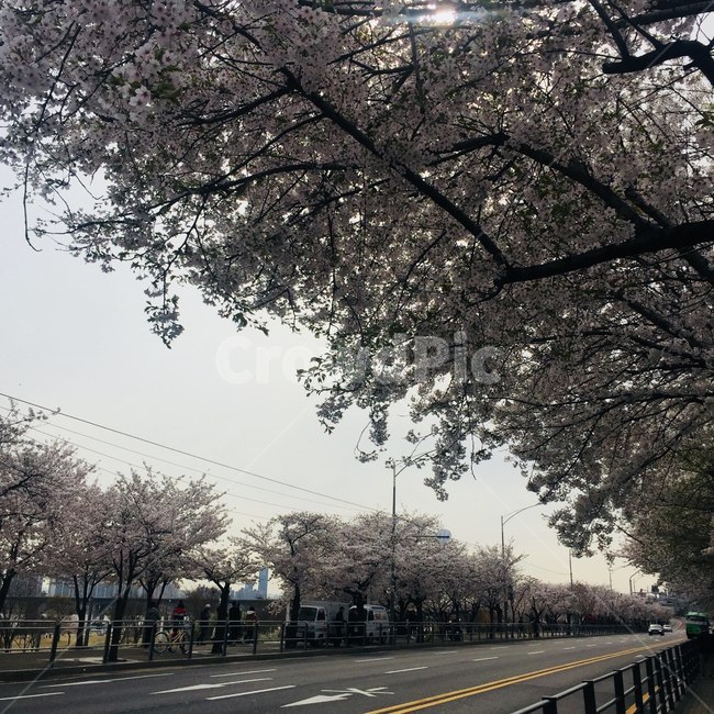 봄,꽃,쾌청,spring,flower,봄,계절,spring,season,식물,자연,plants,nature,나무,trees,wood,교통,교통수단,traffic,transportation,asphalt,아스팔트,road,도로