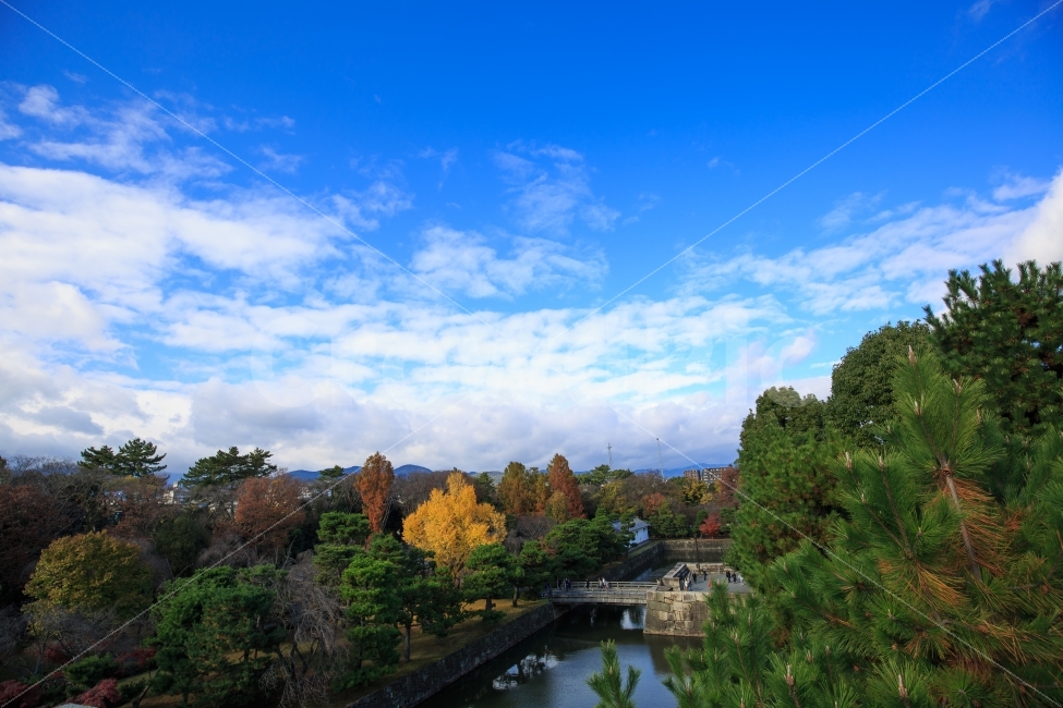 일본,교토,니조성,파란하늘,하늘,은행나무,자연,풍경,nature,landscape,해외,외국,세계,foreign,oversea,world,랜드마크,landmark,tourist attraction,outdoors,옥외,water,물