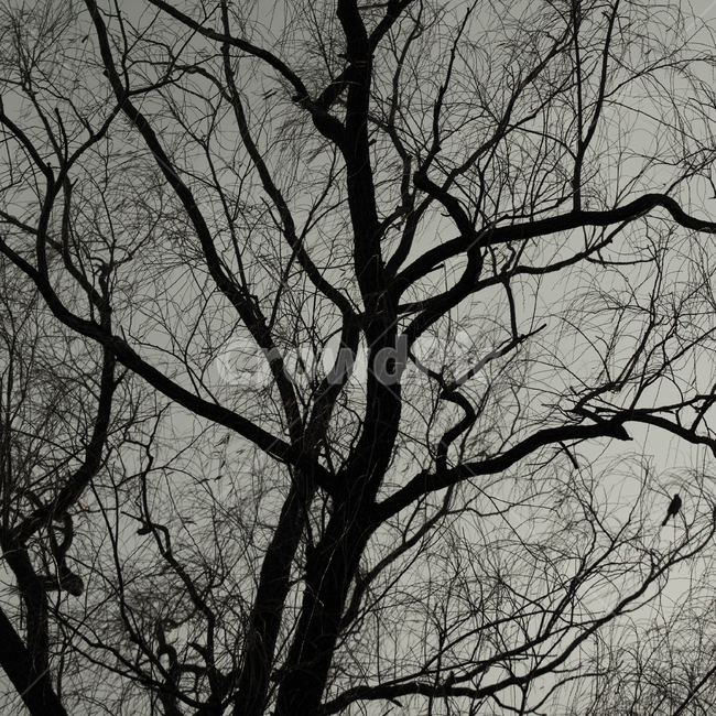 가을,겨울,나무,자연,tree,식물,실루엣,나무줄기,나무,trees,wood