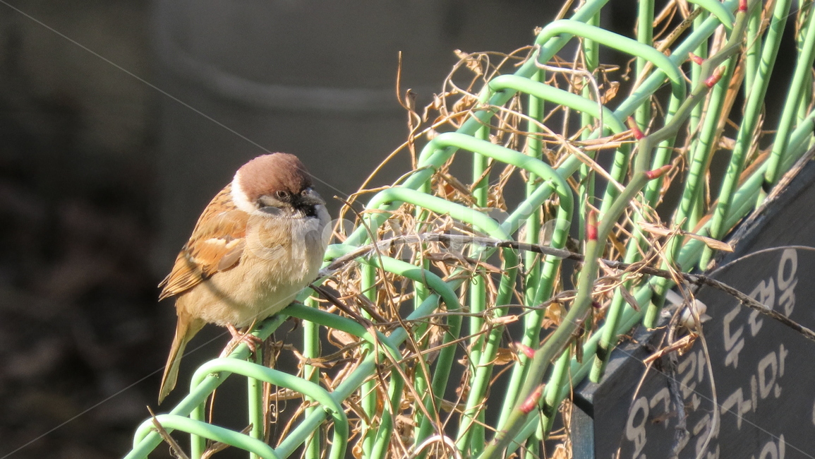 참새,새,bird,birds,조류,통통한참새,귀여운,동물,animal,조류,새,birds