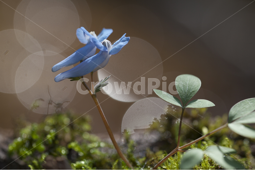 spring flowers,wildflowers,bokeh,wild flowers,Corydalis