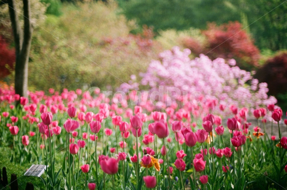 식물원,꽃,필름사진,봄,flower,spring,film,필름,자연,봄,계절,spring,season,식물,자연,plants,nature,꽃,flower,plant,blossom