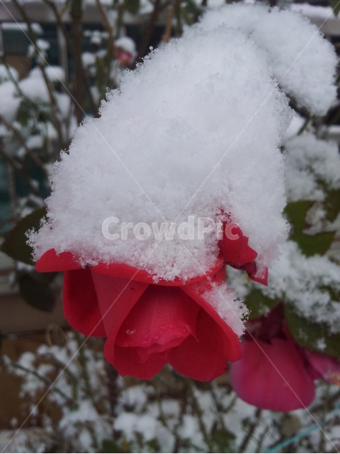 눈,장미,자연,꽃,식물,겨울,계절,winter,season