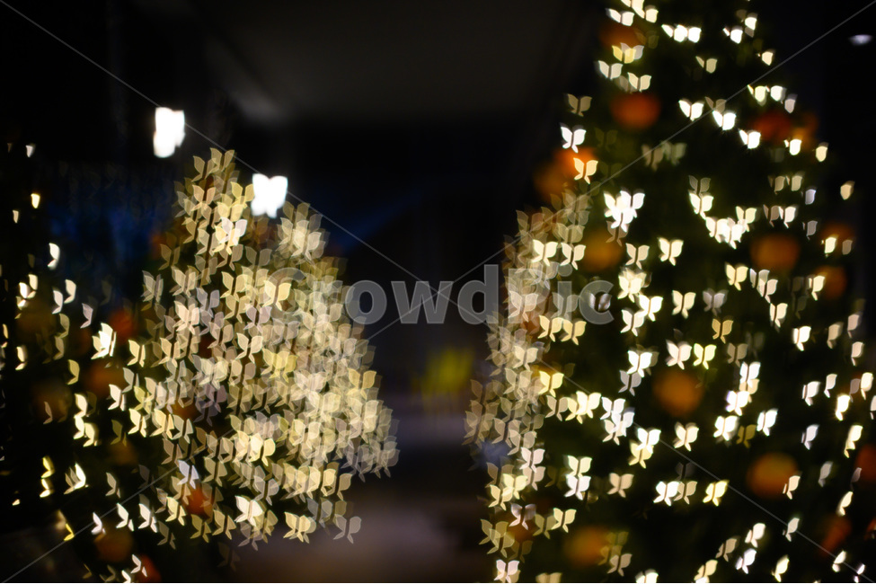 plant,식물,보케,나비,led,갬성,감성,로맨틱,lighting