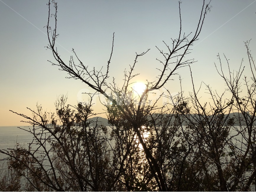 바다,나뭇가지,해,노을,풍경,식물,자연,plants,nature