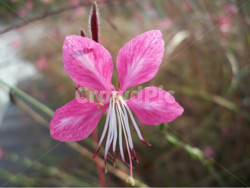 꽃,야생화,flower,식물,자연,식물,자연,plants,nature,꽃,flower