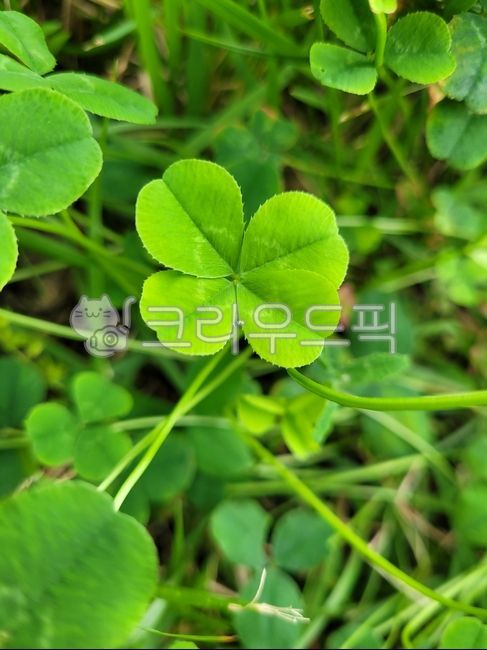 식물,클로버,네잎클로버,green,plant,식물,자연,plants,nature