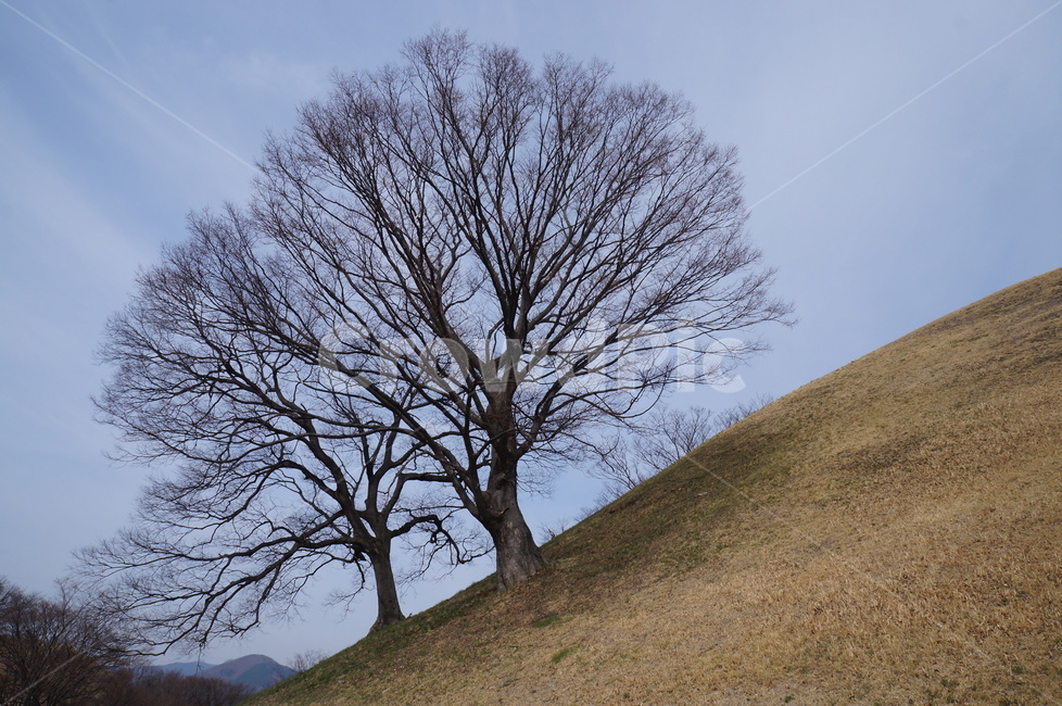 경주,왕릉,나무,무덤,왕,한국,자연,풍경,nature,landscape,outdoors,옥외,grassland,목초지,field,들,tree,plant,식물