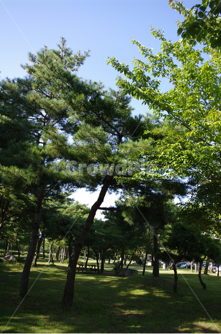 나무,풍경,숲,소나무,식물,plant,자연,풍경,nature,landscape,tree,tree trunk,나무 줄기