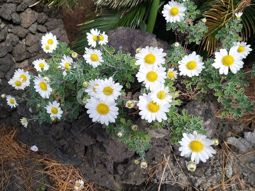 데이지,꽃,flower,식물,들꽃