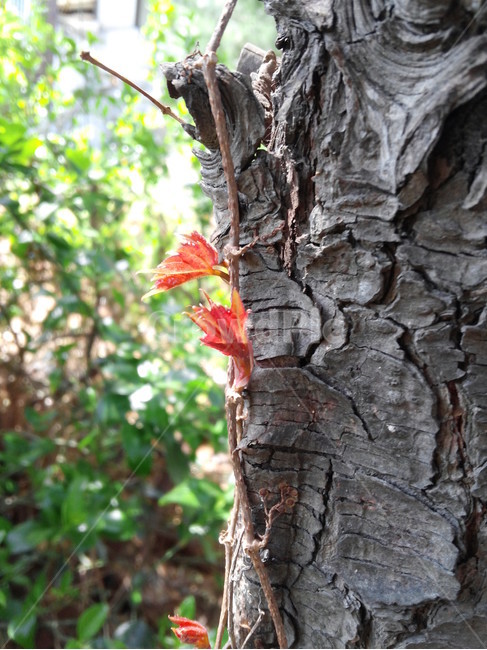 잣나무,숲,봄,덩굴식물,기생식물,새싹,잣나무껍질,침엽수,식물,자연,plants,nature,나무,trees,wood