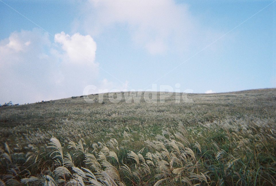 grassland,목초지,field,들,옥외,outdoors,갈대,윈도우,배경화면,필름카메라,필카,뉴트로,레트로,식물,plant