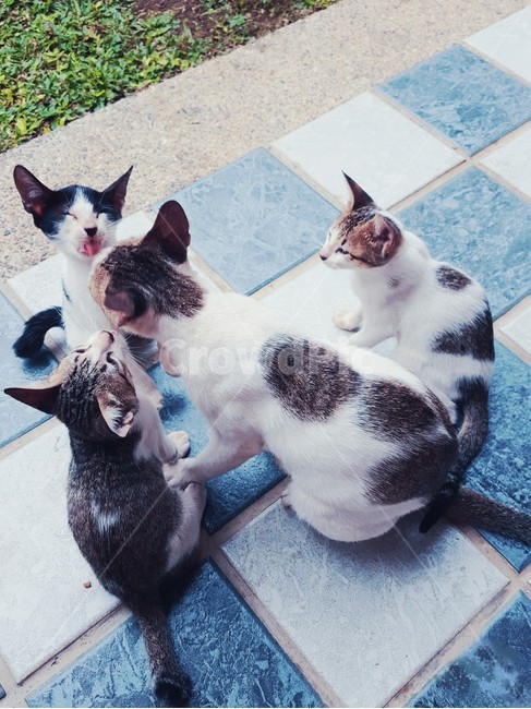 고양이가족,고양이,아기고양이,cat,kitten,동물,애완동물,pet