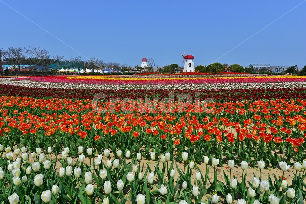 plant,식물,blossom,flower,꽃,신안,임자도,튜울립,튜율립축제,봄,계절,축제,봄축제,노랑꽃,빨강꽃,풍차
