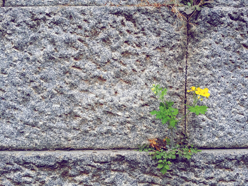돌담,꽃,풀꽃,노란꽃,틈새,풀,식물,자연,plants,nature,꽃,flower
