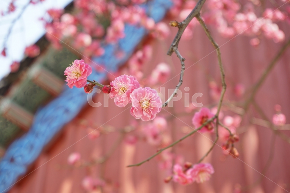 홈매화,봄날,봉은사,감성사진,스냅,봄,계절,spring,season,식물,자연,plants,nature,꽃,flower,plant,blossom
