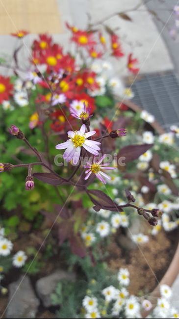 식물,꽃,flower,힐링,분홍,식물,자연,plants,nature,꽃,flower