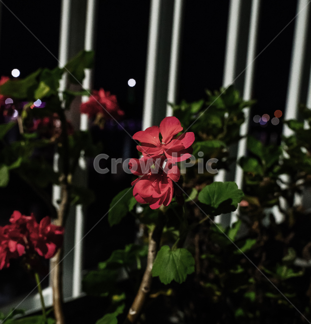 꽃,화분,식물,감성,빈티지,고화질,화단,정원,보케,식물,자연,plants,nature,꽃,flower