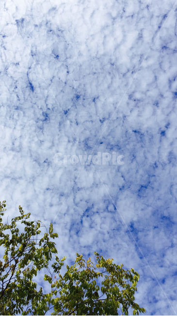 구름,하늘,자연,cloud,sky,파란하늘,bluesky,맑은하늘,구름사진,나뭇잎,leaf,leaves,nature,자연,풍경,nature,landscape,outdoors,옥외