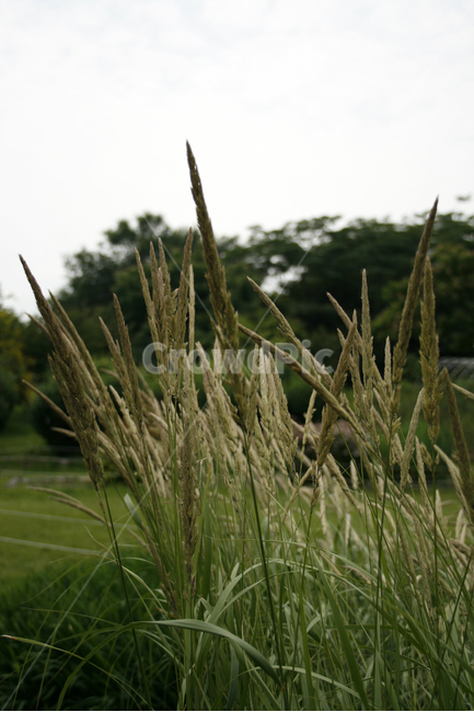 산조풀,식물,plants,nature,풀,바람,감성,식물,자연,plants,nature