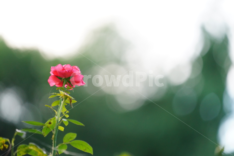 꽃,플라워,자연,식물,생물,생명,flower,plant,식물,자연,plants,nature,꽃,flower