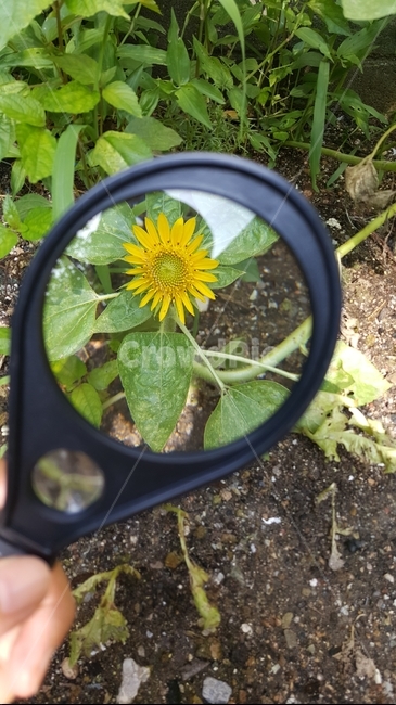 식물,꽃,자연,돋보기,해바라기,풀,확대,관찰,클러즈업,컨셉,감성사진,연출,밭,텃밭