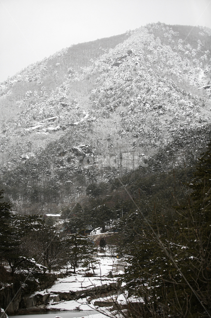 nature,자연,outdoors,옥외,ice,빙,plant,식물,전나무,tree,나무,abies