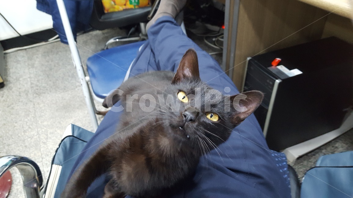 cat,고양이,동물,길냥이,힐링