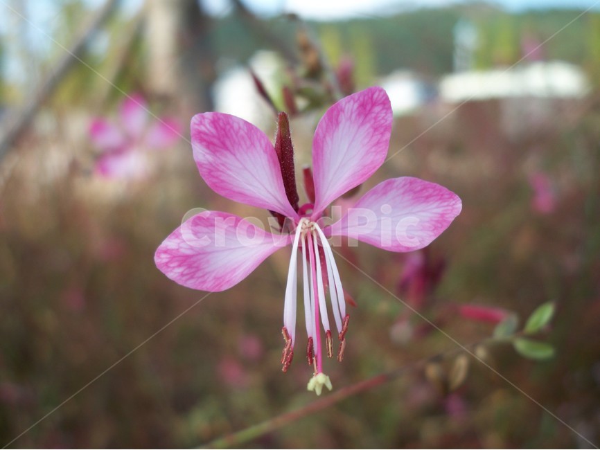 꽃,야생화,flower,식물,자연,식물,자연,plants,nature,꽃,flower