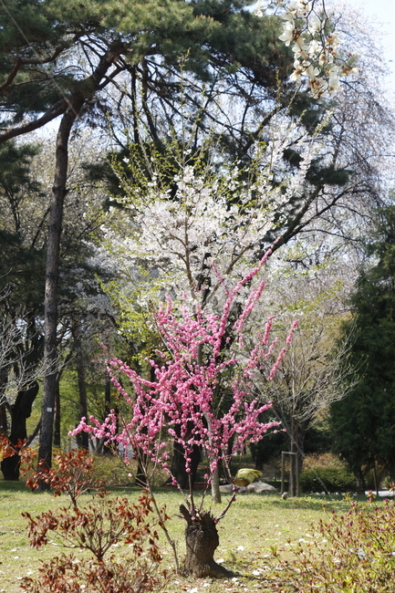 꽃,벚꽃,꽃나무,벚꽃나무,봄,봄,계절,spring,season,식물,자연,plants,nature,나무,trees,wood,plant