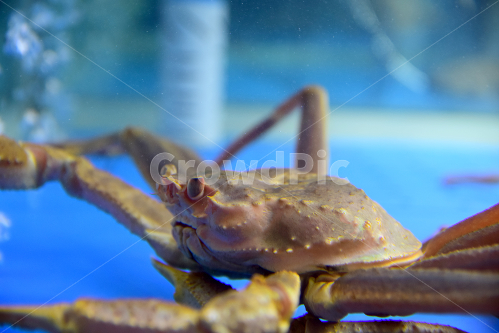 게,생게,해산물,식재료,수족관,게눈,게다리,crab,seafood,foodmaterial,aquarium,수산물,해산물,fishery products,seafood