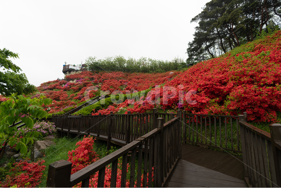 꽃길,철쭉,rain,풀,flower,산책로,봄,계절,spring,season,자연,풍경,nature,landscape,railing,난간