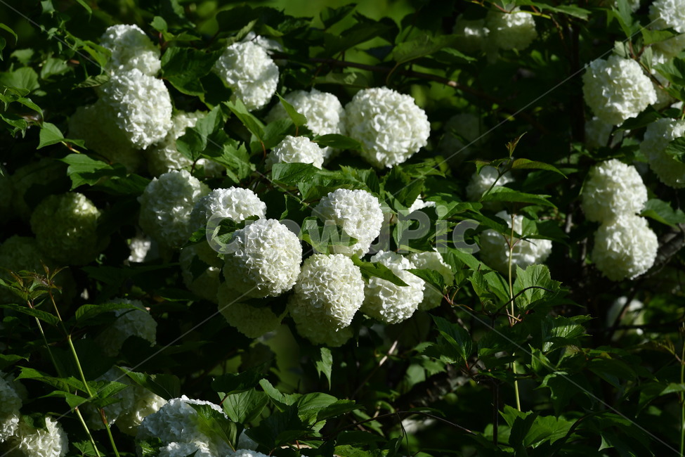 식물,자연풍경,꽃,감성사진,봄,5월,수국,나무수국,불교,식물,자연,plants,nature,꽃,flower