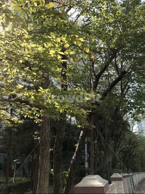 가로수,산책로,산책길,나뭇잎,나무,잎사귀,초록색,초록,자연,산책,도보,자전거도로