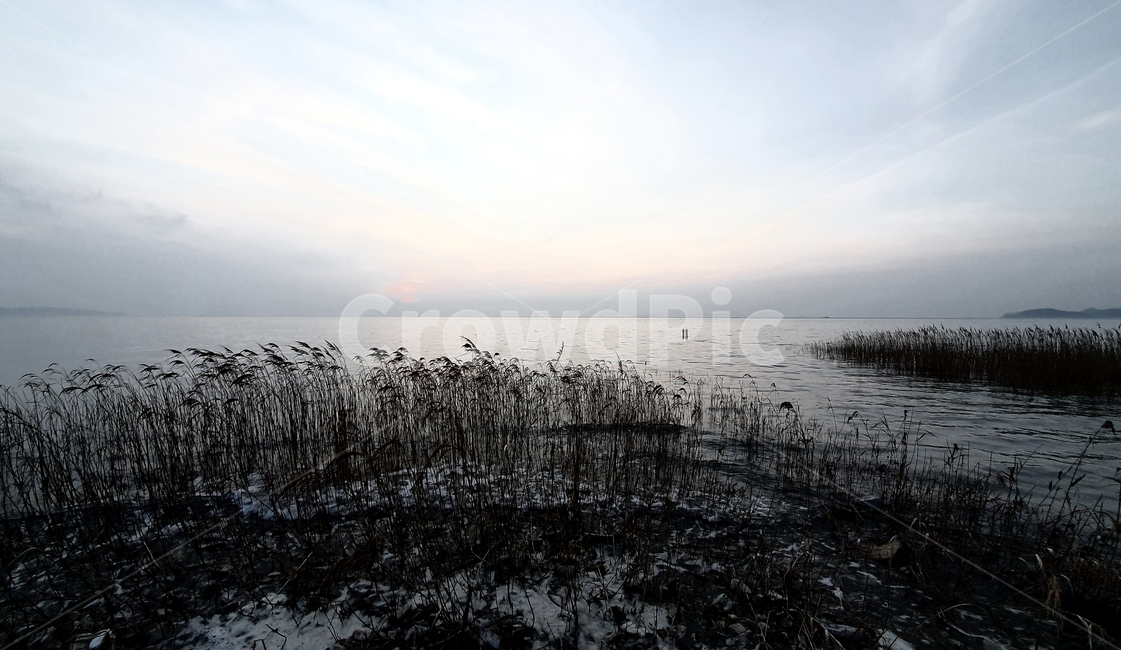 plant,식물,lawn,reed,sea