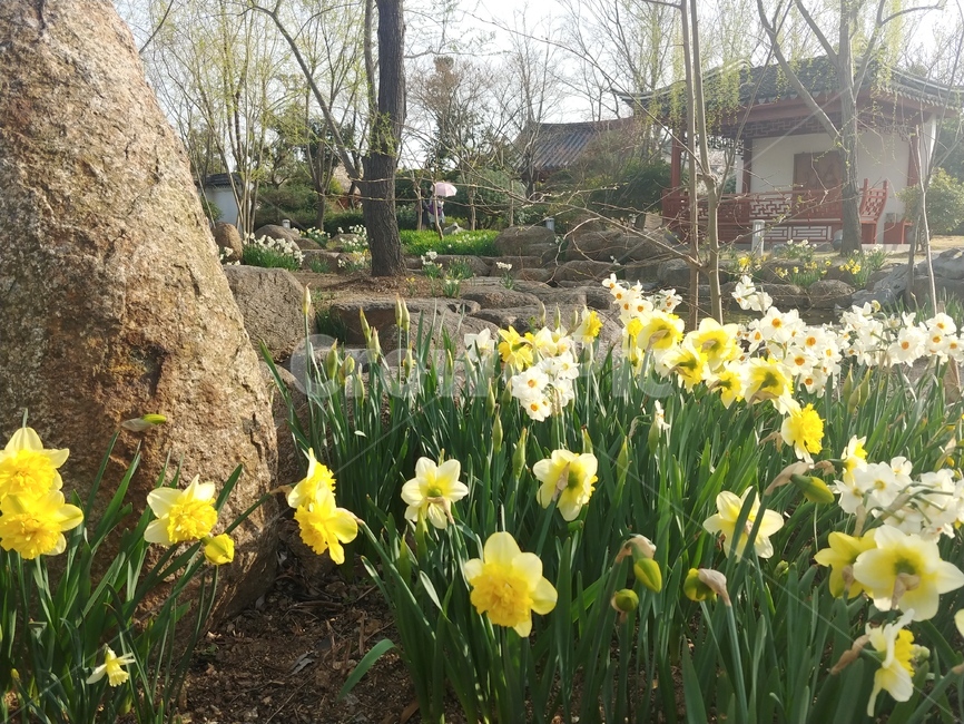 plant,식물,꽃밭,정원,garden,식물,자연,plants,nature,꽃,flower