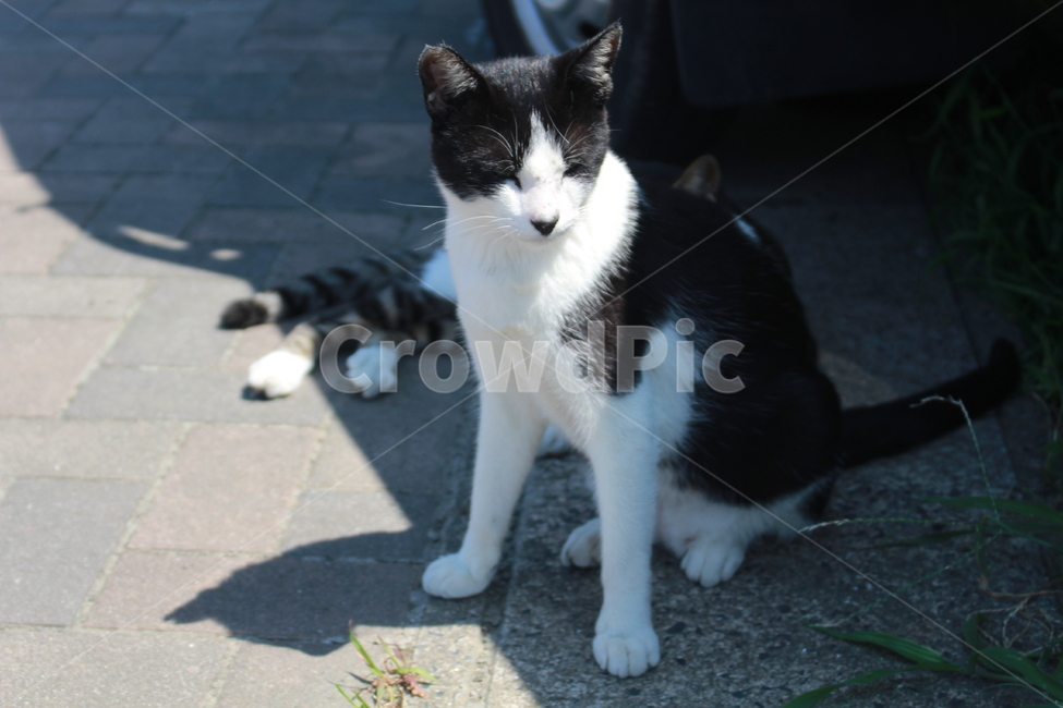 거리,고양이,cat,동물,애완동물,animal,동물,animal,포유류,mammal,고양이,cat,kitten,kitty