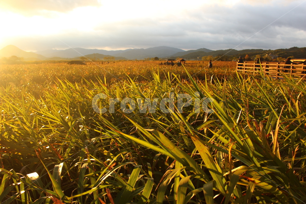 일몰,습지,억새,하늘,자연,풀,공원,가을,계절,fall,autumn,season,자연,풍경,nature,landscape,한국자연풍경,한국자연경관,korea nature landscape,field,들,grassland,목초지,outdoors,옥외