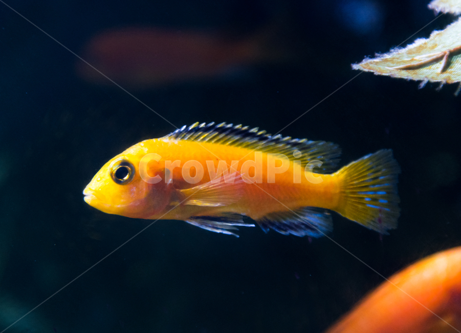 시클리드,담수어,물고기,아쿠아리움,수족관,동물,animal,어류,물고기,fish