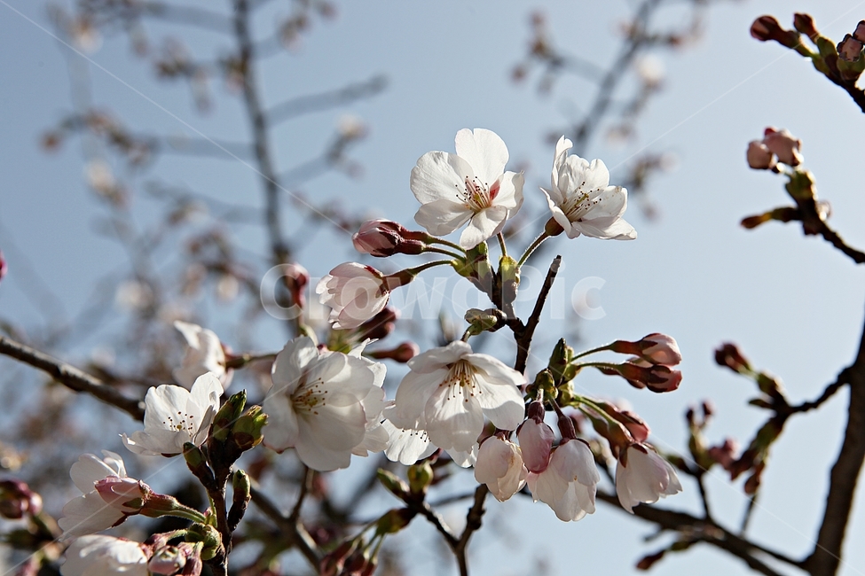 벗꽃,벗나무,꽃,봄꽃,벗꽃잎,꽃잎,식물,자연,공원,식물,자연,plants,nature,꽃,flower