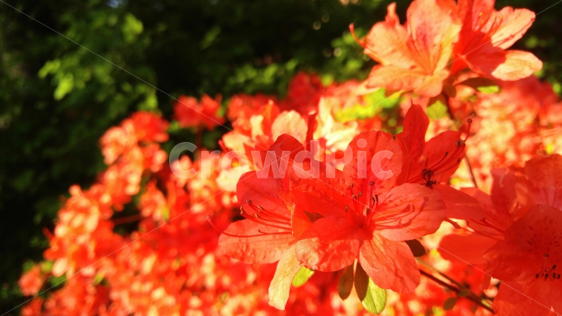 철쭉,붉은철쭉,홍철쭉,꽃,붉은색,붉은,레드,식물,royalazalea,redazalea,red,flower,plant,nature,floral,petal