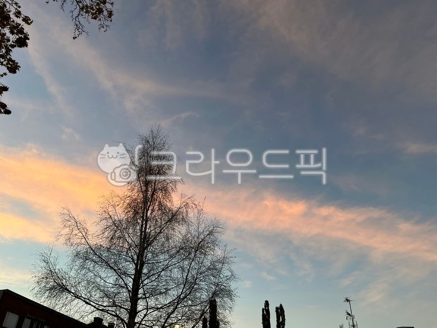 나무,자작나무,소나무,가을하늘,겨울하늘,silhouette,nature,자연,outdoors,sky,하늘,tree,sunset,일몰