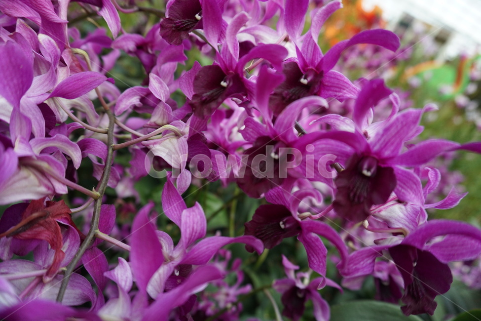plant,식물원,flower,blossom,꽃,제라늄,geranium,식물,식물,자연,plants,nature,꽃,flower