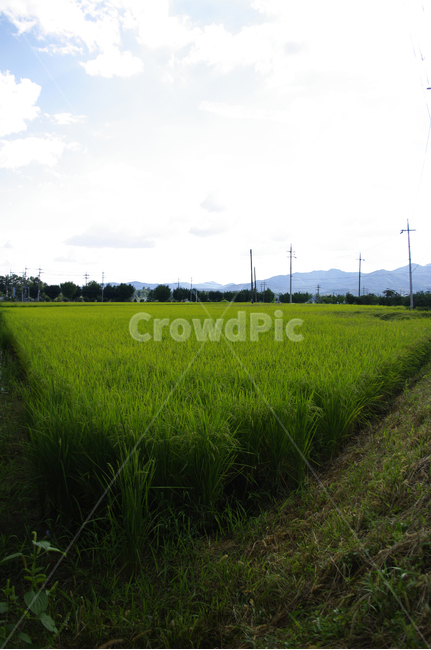 논,시골,농촌,벼,농사,식물,풍경,자연,풍경,nature,landscape,grassland,목초지,field,들,outdoors,옥외,paddy field,패디 필드