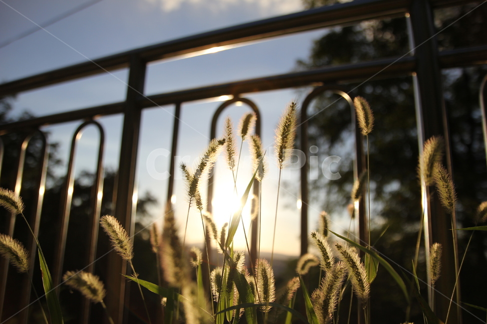 강아지풀,노을,해질녘,도시거리,잡초,식물,자연,plants,nature