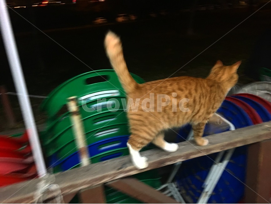 고양이,동물,cat,길고양이,밤,길냥이