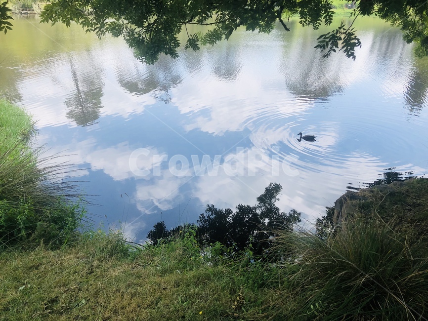 peace,duck,pond,clouds,연못,자연,풍경,nature,landscape